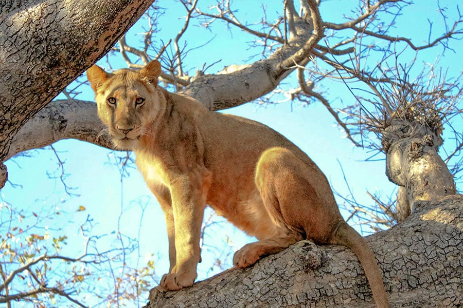 Kenya Safari 2023
