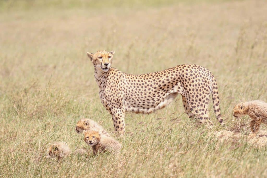 Ngorongoro safari tour